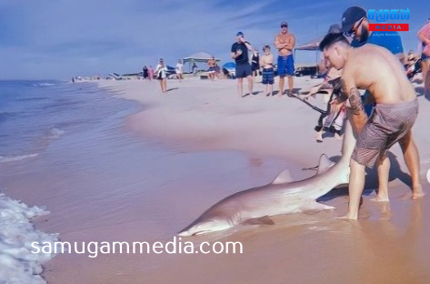 சுறாமீனை வெறும் கைகளால் பிடித்த நபர்!