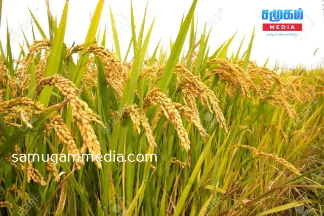 மூன்றரை மாதங்களில் அறுவடை; புதிய நெல் வகை கண்டுபிடிப்பு