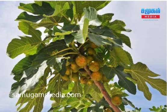 மனிதனின் வயிற்றில் வளர்ந்த அத்திமரம்!