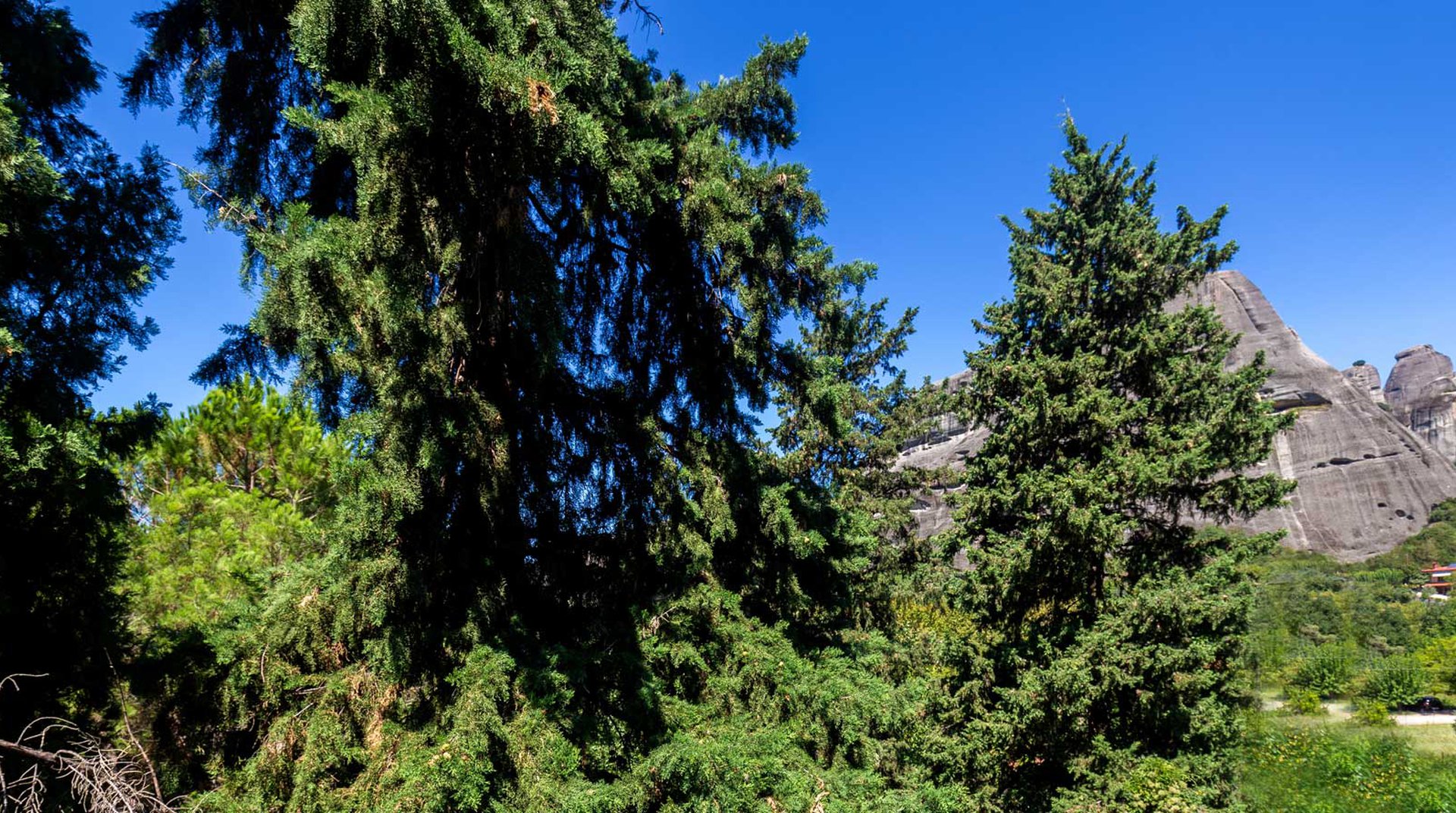 Forest View with Meteora rocks in the back