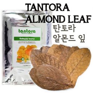 탄토라 알몬드잎 (12~18cm)(중) [벌크포장]