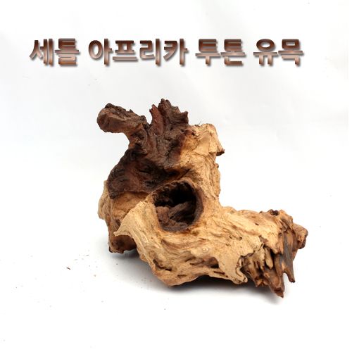 상아쿠아,투톤유목 [15~20cm랜덤] 1개