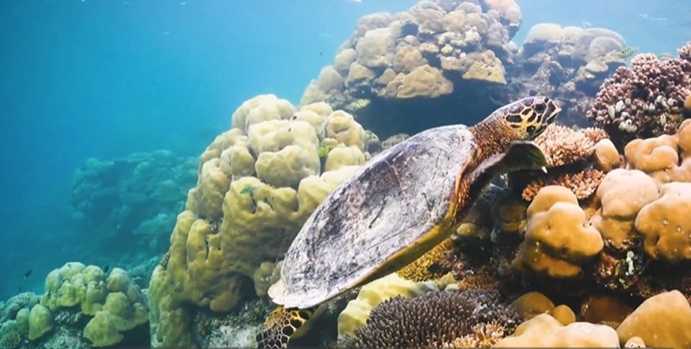 photo for The Next Step for Maldives' Environment: Natural Capital in Decision-Making