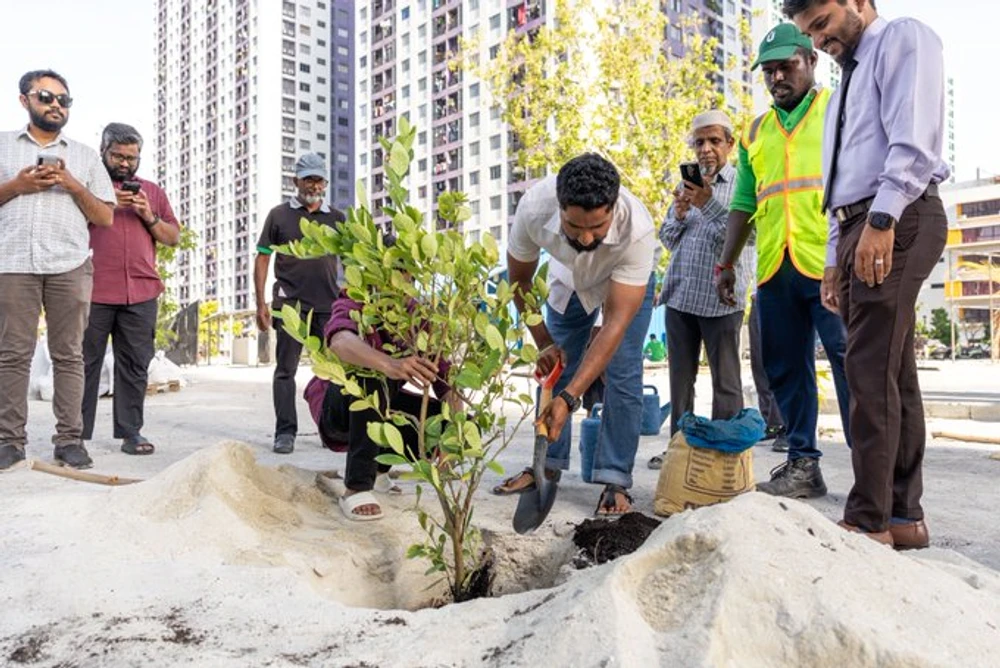 photo for ބޭސްވެރިކަމަށް ބޭނުންކުރާ ގަސްތައް އިންދުމުގެ ހަރަކާތެއް ހުޅުމާލޭގައި ކުރިއަށްގެންގޮސްފި