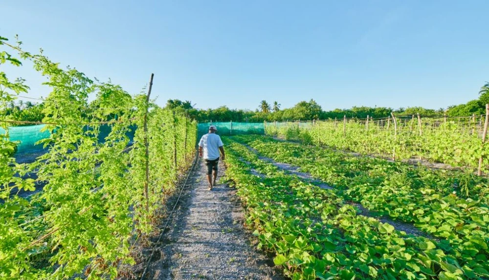 photo for ޤާނޫނާ ޚިލާފަށް ޕެސްޓިސައިޑް ބޭނުންކުރުމާއި ބެހޭ