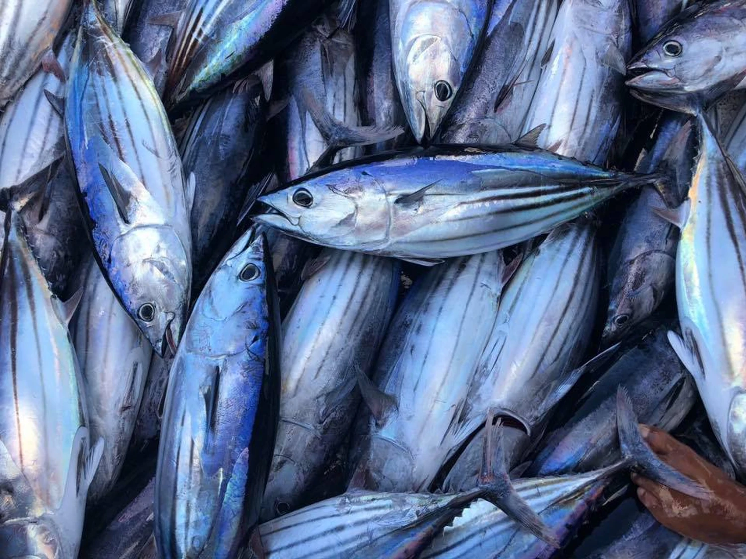 Sarukaaru - ދުވަހުގެމަސް : ކަޅުބިލަމަސް