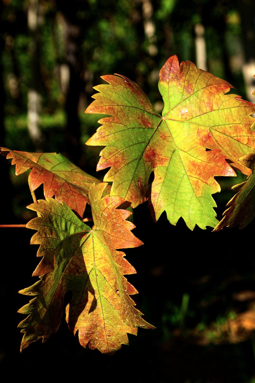 saveriociccophotography