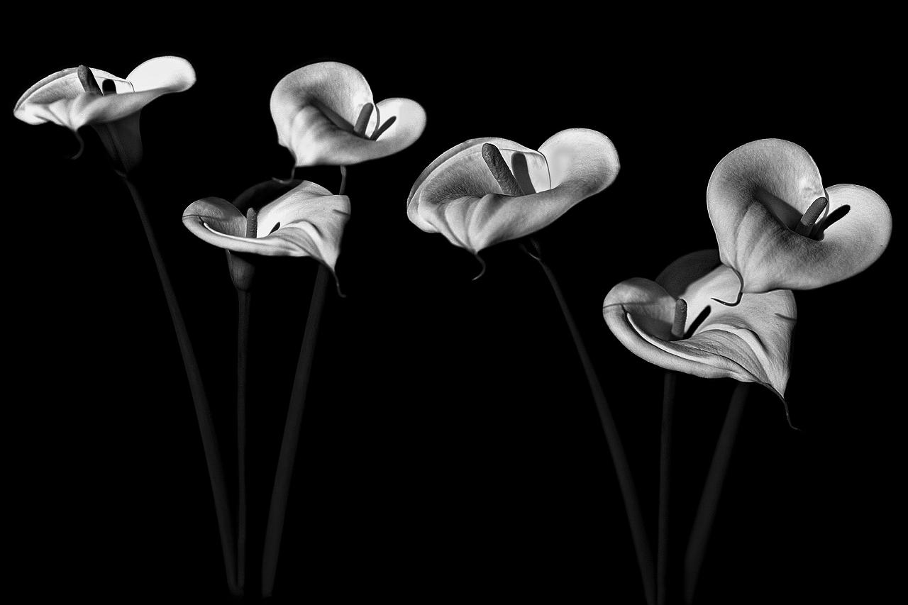 saveriociccophotography