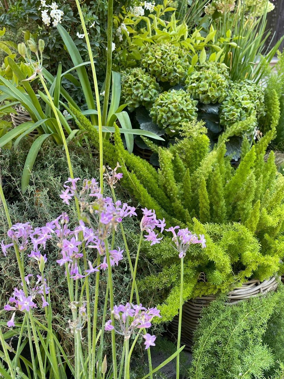 Pompei's Garden
