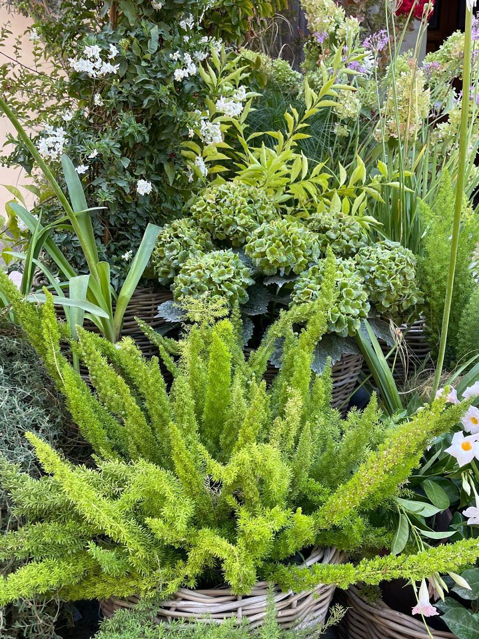 Pompei's Garden