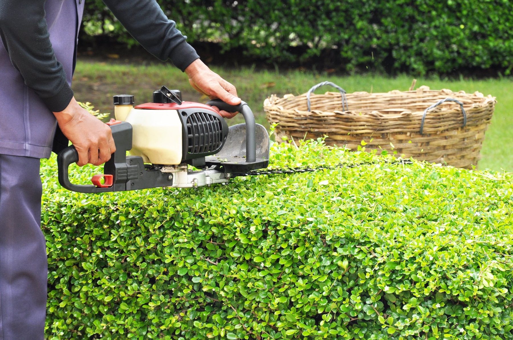 the best hedge trimmers