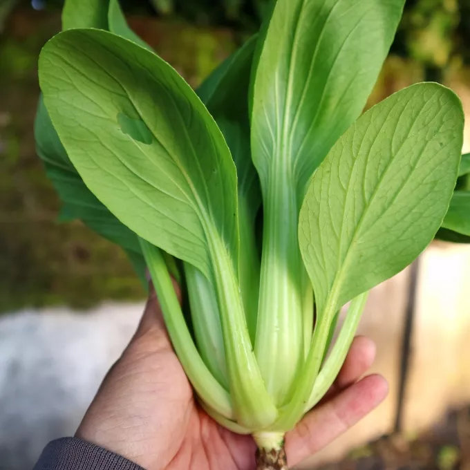 Cải thìa có tác dụng gì