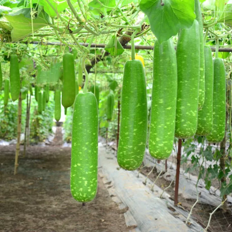 Trồng Bầu xanh