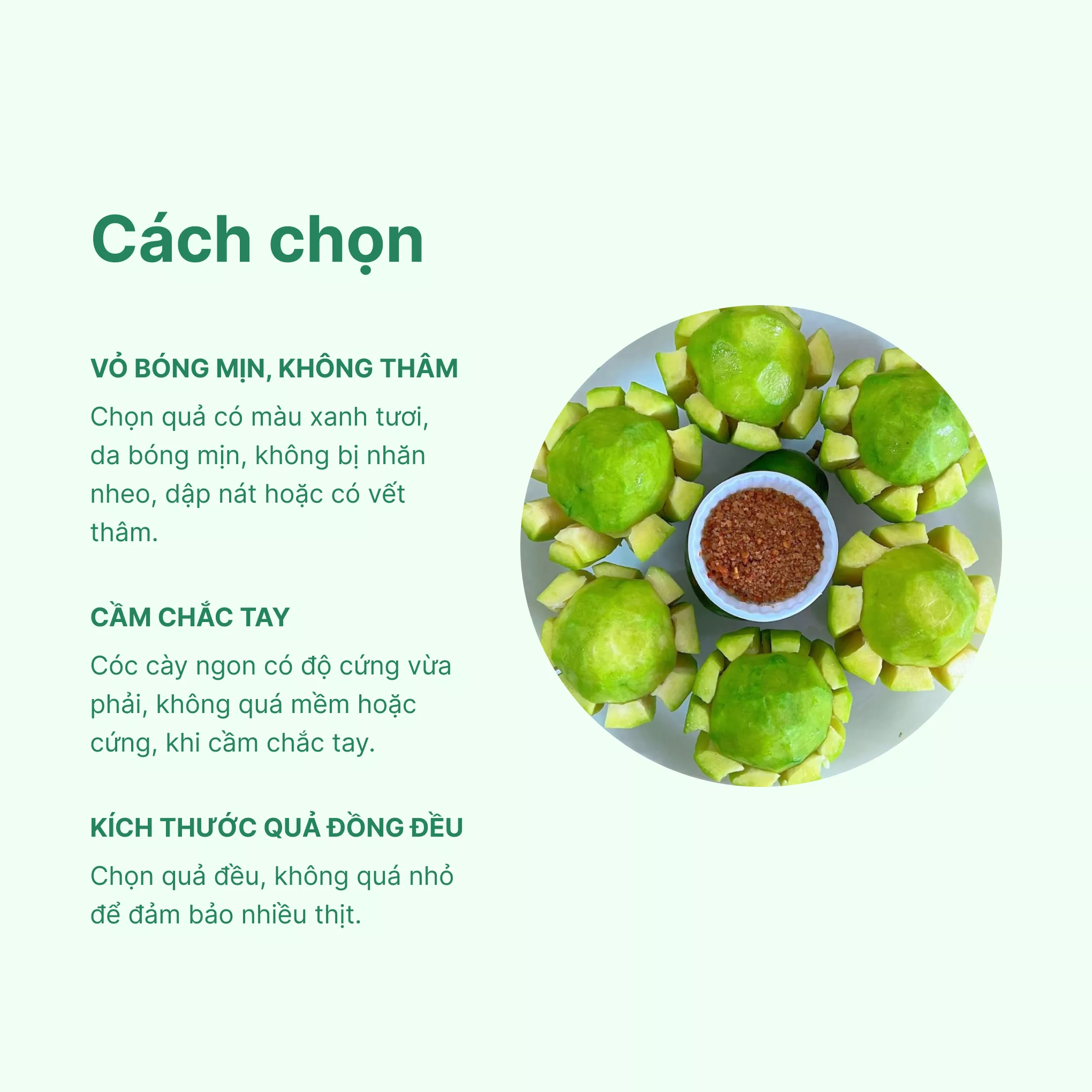 Cóc cày vỉ 5 trái - Chuỗi siêu thị thực phẩm tươi ngon, chất lượng