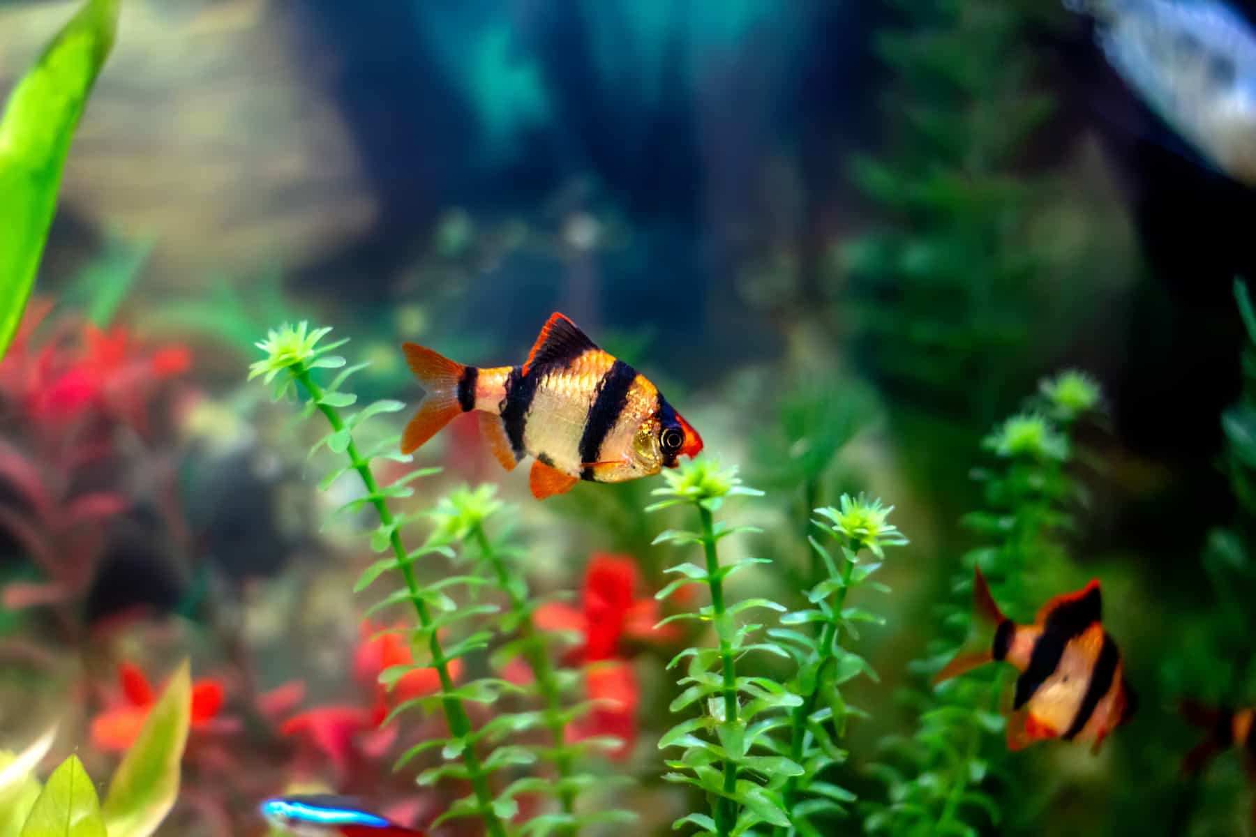 tiger barb essential care tips