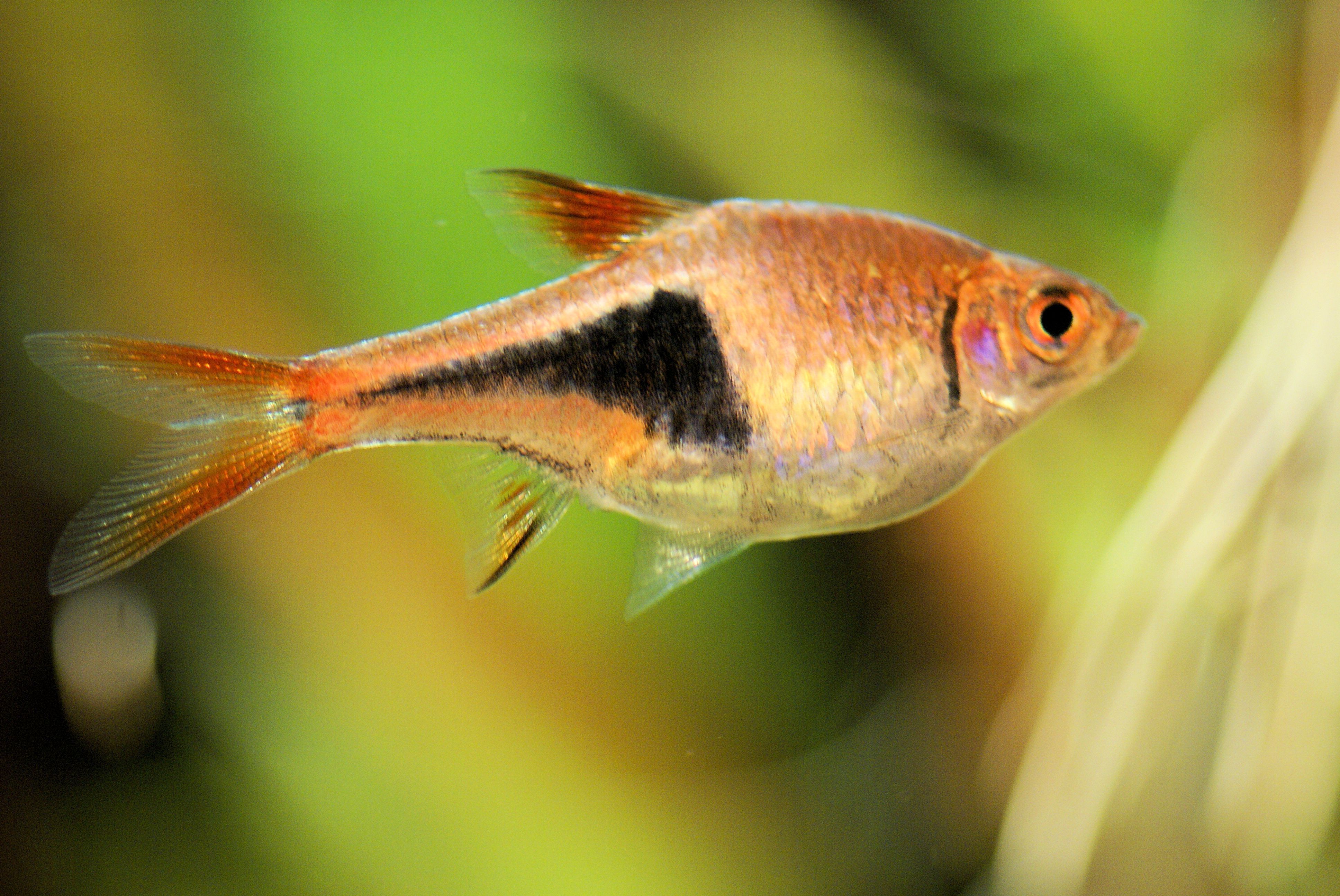 setting harlequin rasbora aquarium