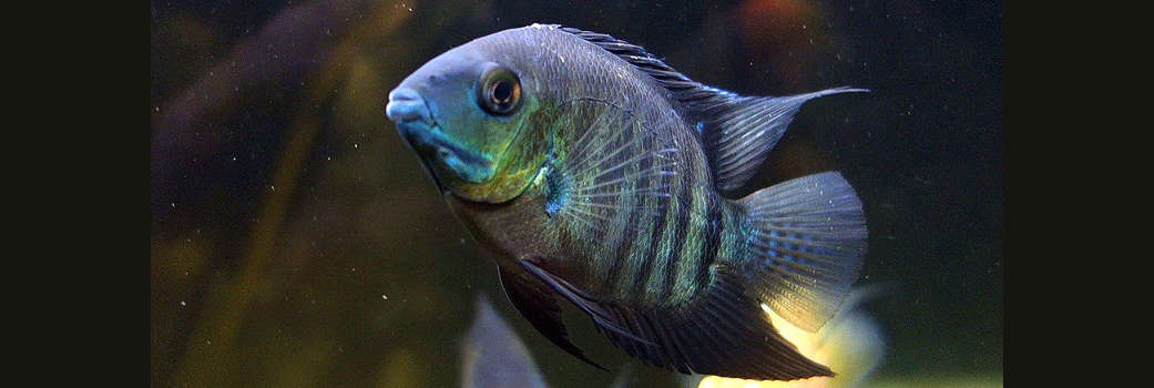 Nutritional Needs of Severum Cichlids