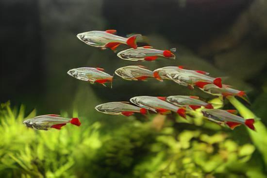setting bloodfin tetra tank