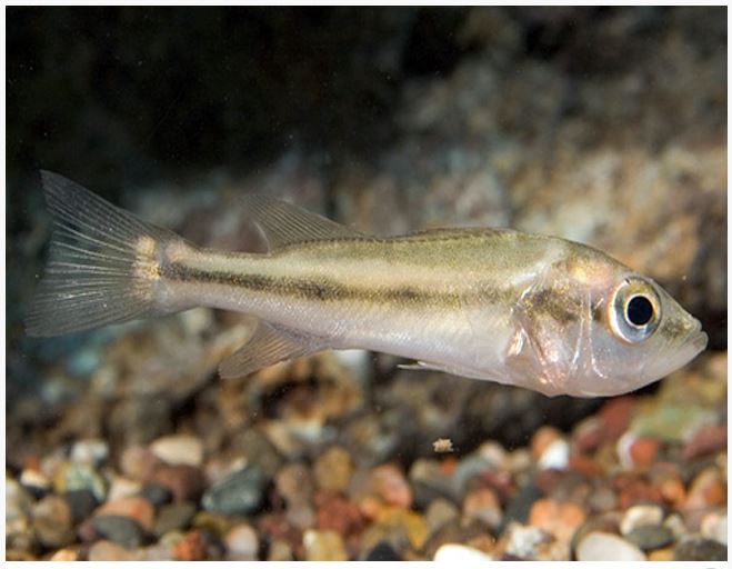 Keeping Peacock Bass in Aquariums