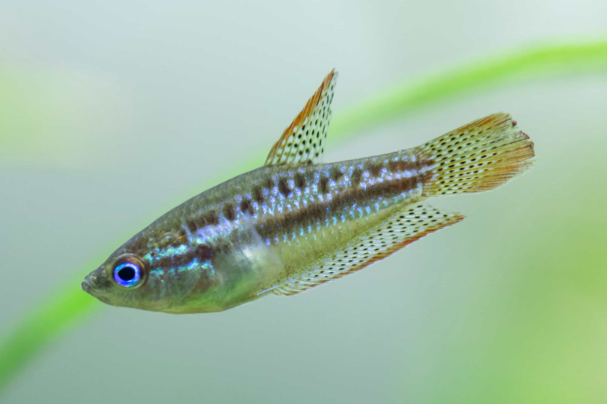 sparkling gourami nutrition and feeding habits