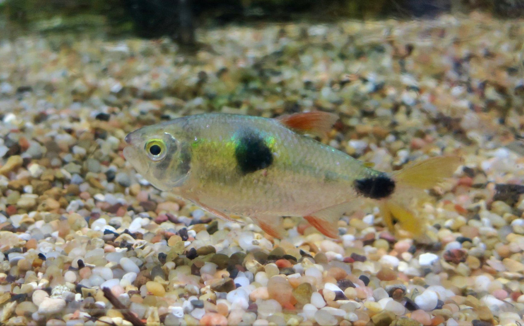 bucktooth tetra behavior