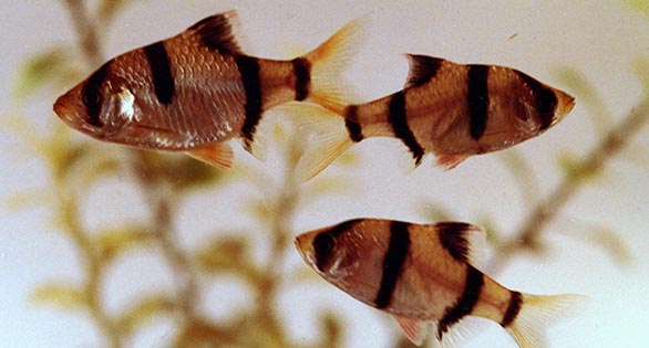 Breeding Tiger Barbs Successfully