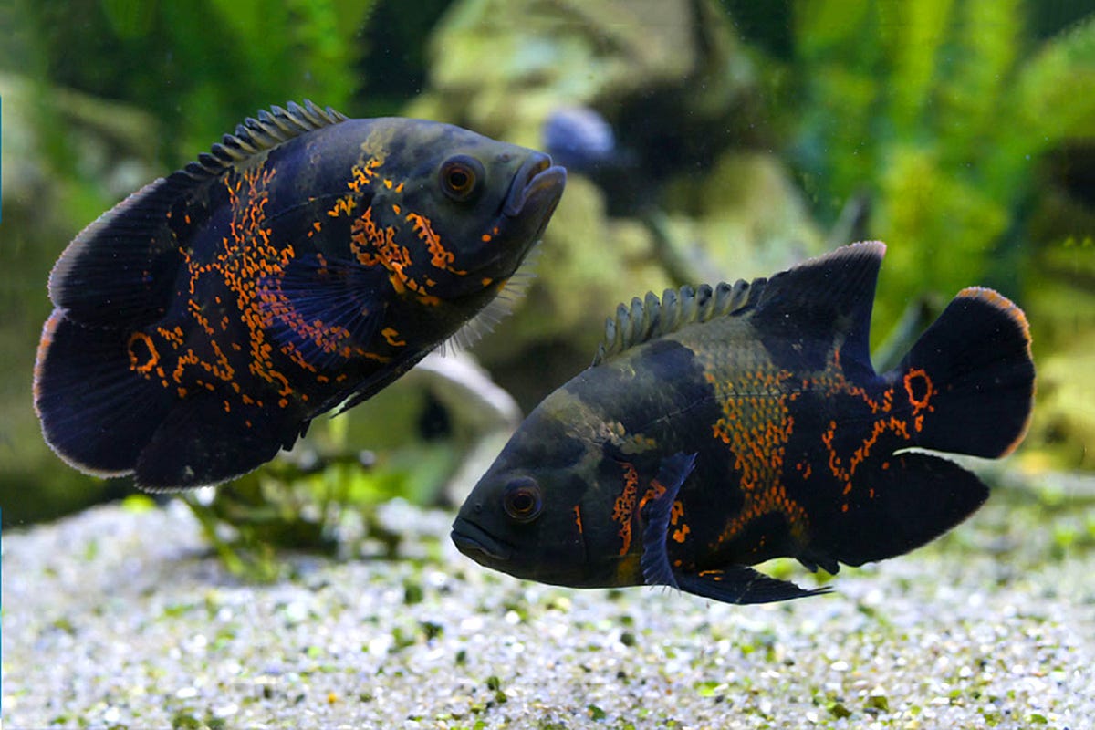 Nutritional Needs of Oscar Fish