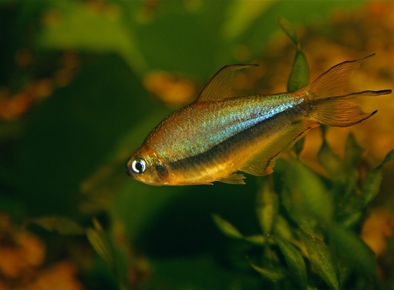 royal tetra FAQ
