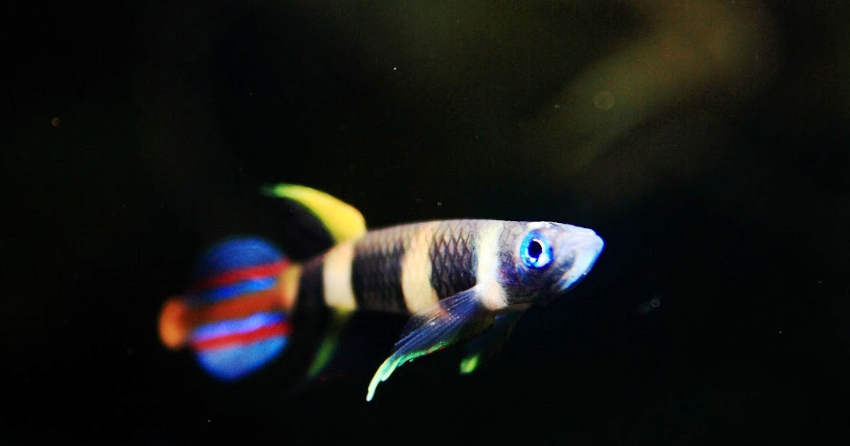 guide to caring for killfish