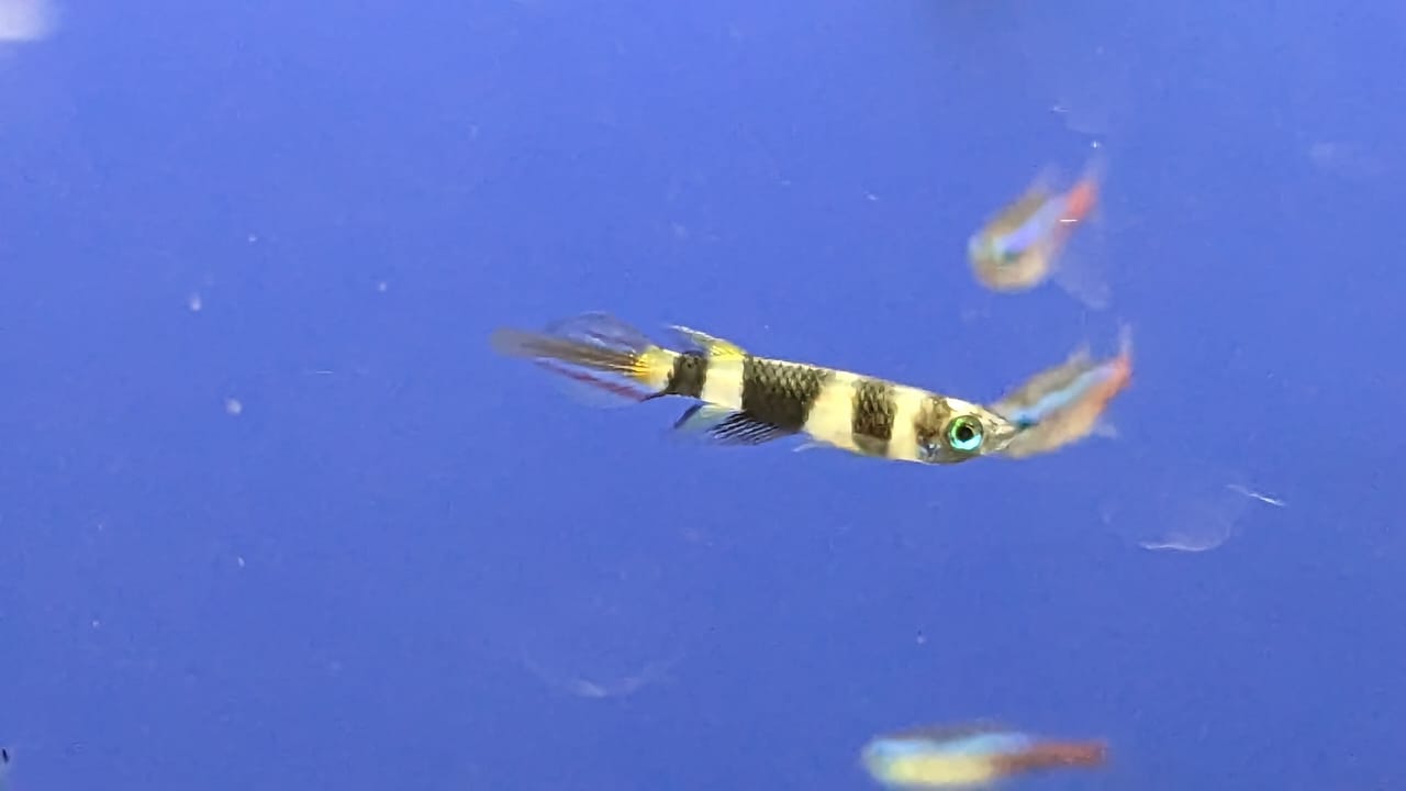 Clown Killfish conclusion