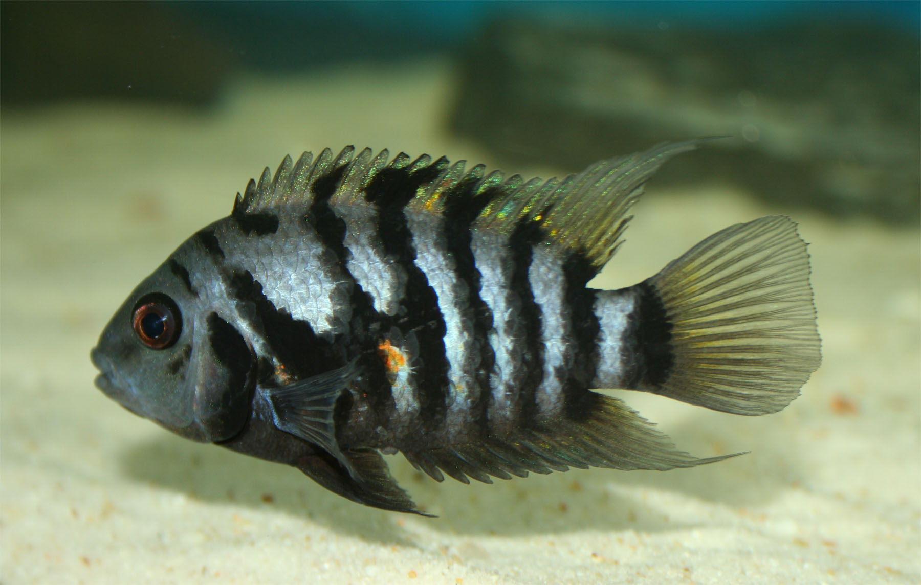 Understanding Convict Cichlids