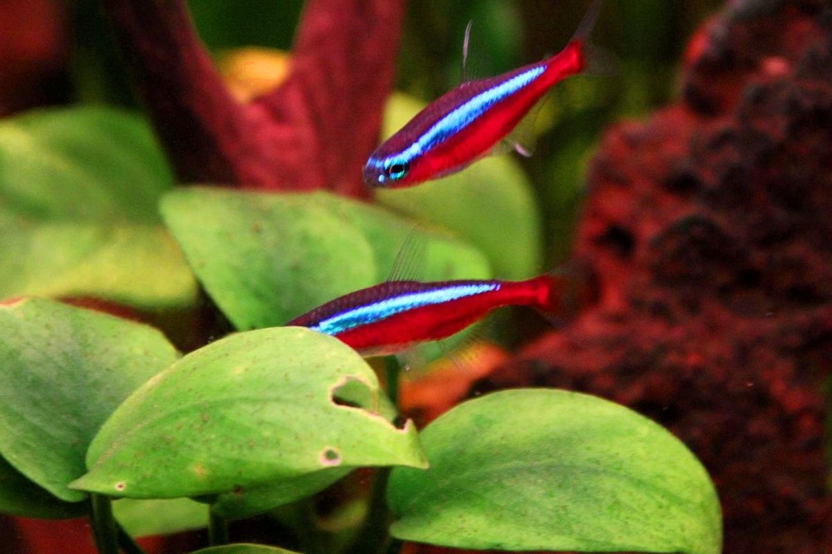 cardinal tetra diet and nutrition needs