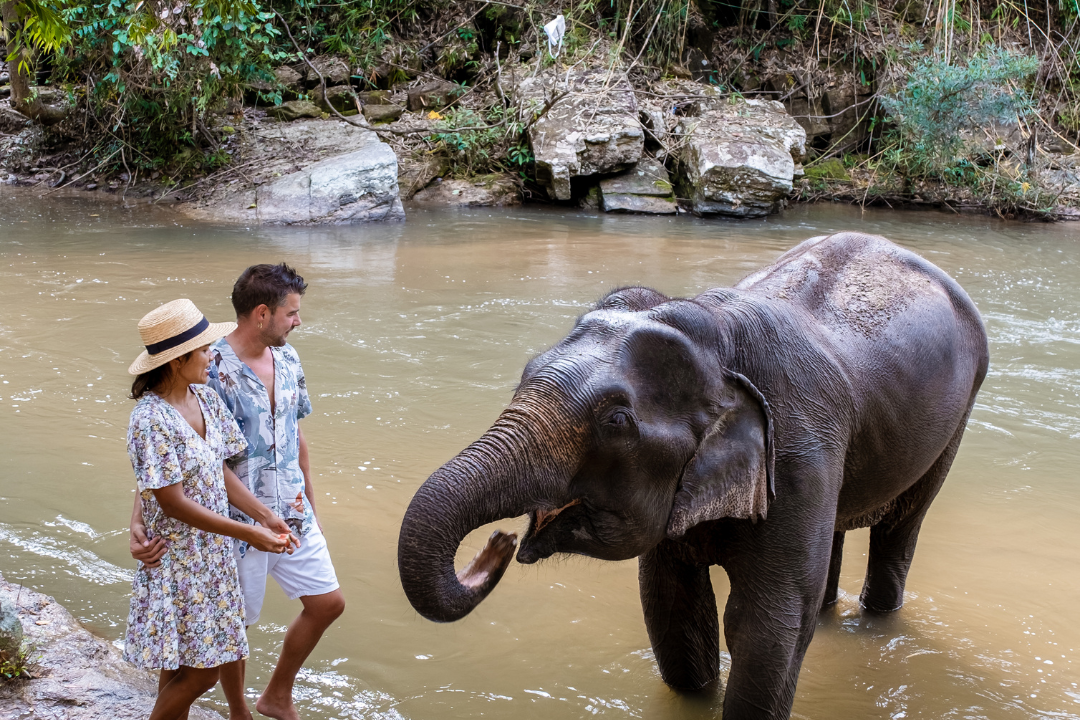 Visit an Elephant Sanctuary