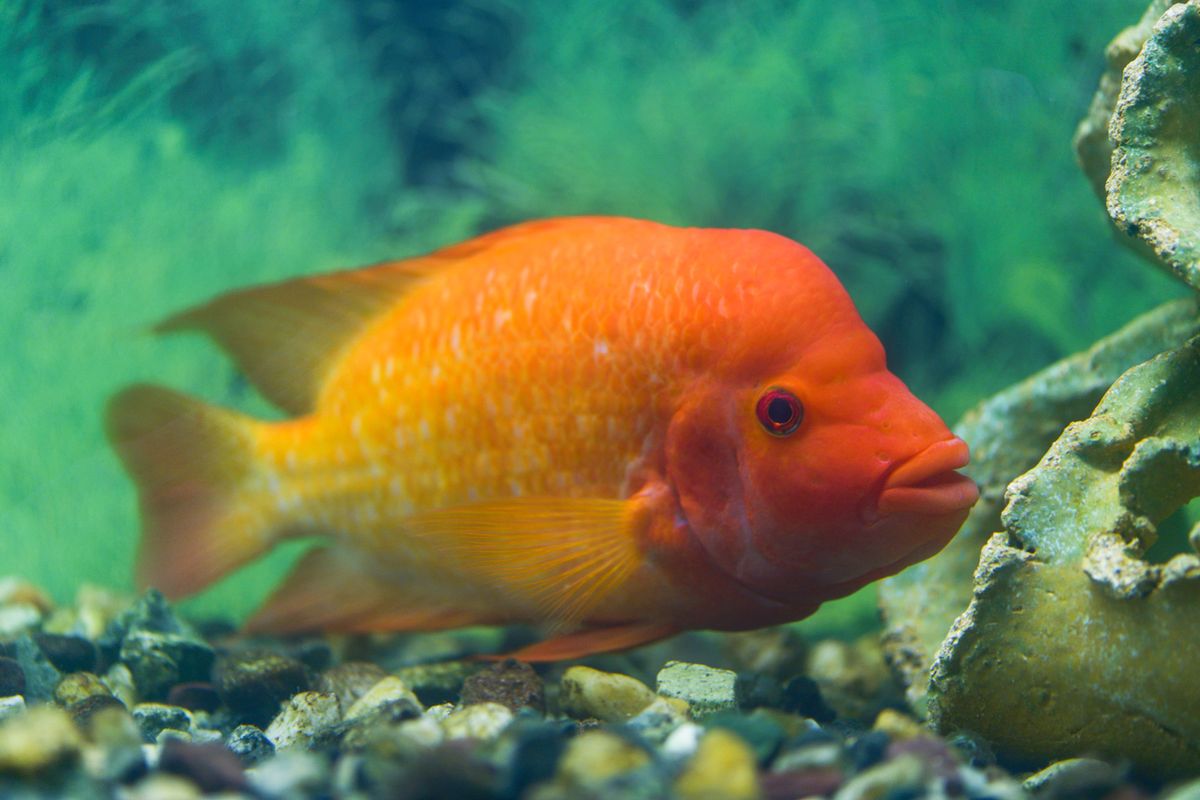 Understanding Red Devil Cichlids