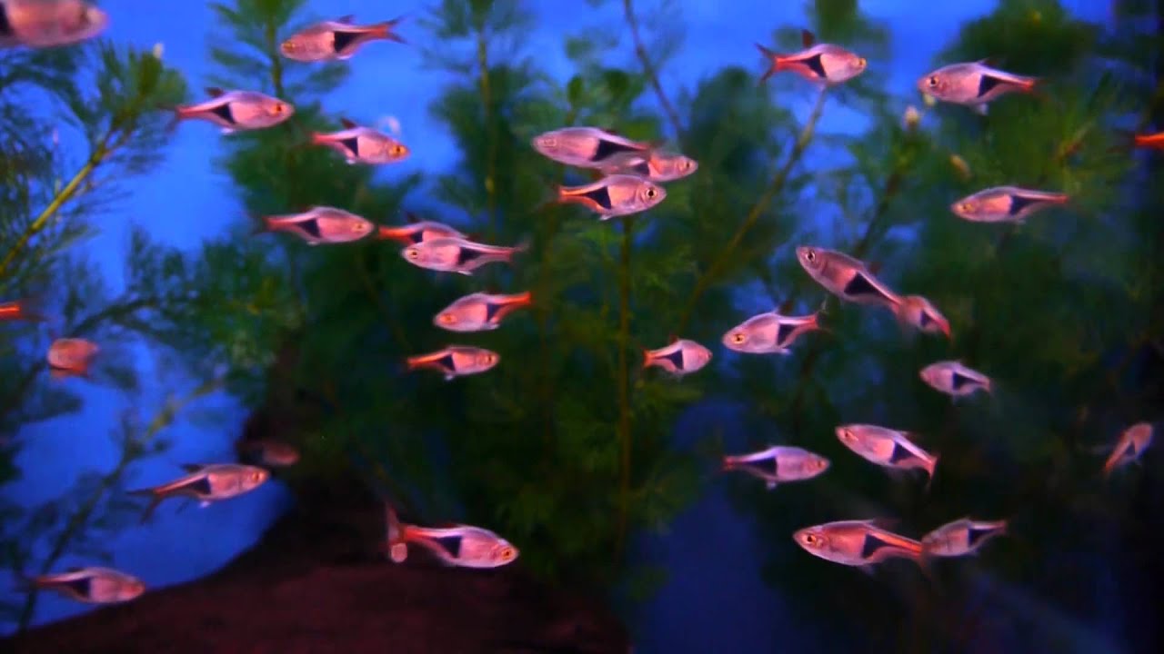 harlequin rasbora FAQ