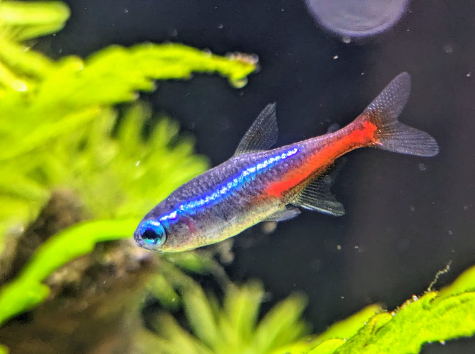 breeding neon tetra
