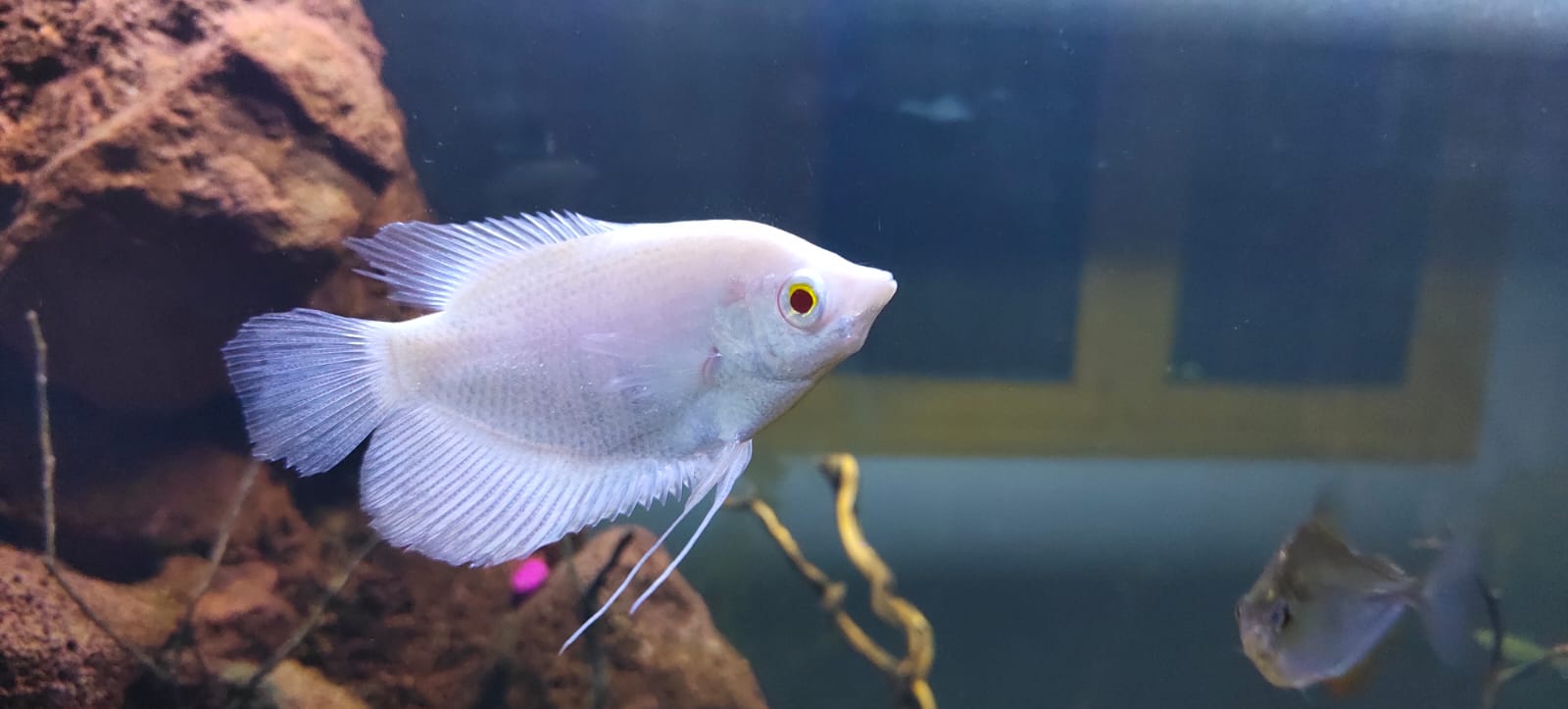 Popular Types of Gourami Fish