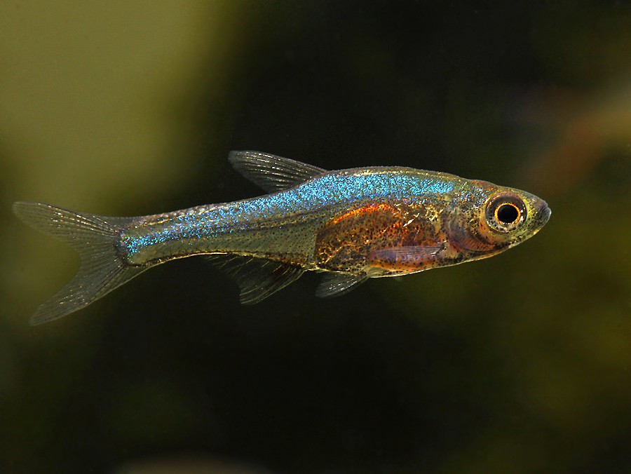 Setting Up Your Aquarium for Blue Axelrodi Rasbora