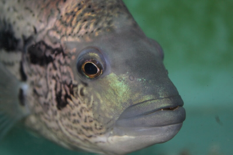 Introduction to Black Wolf Cichlid Fish