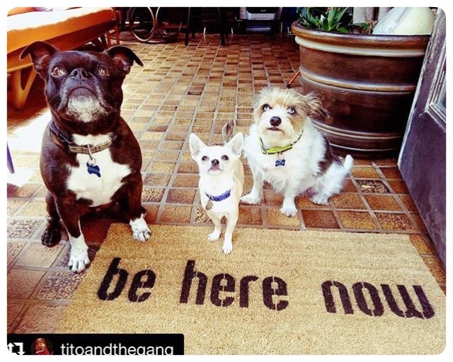 Be here now coir doormat with three cute rescue dogs, a Bugg, chihuahua and a terrier 