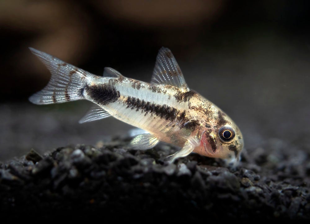 Pygmy Cydoras FAQ