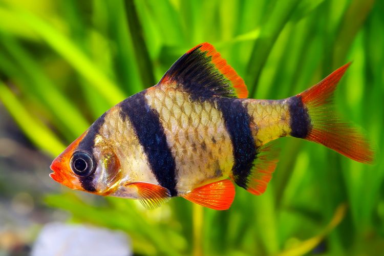 Understanding Tiger Barbs
