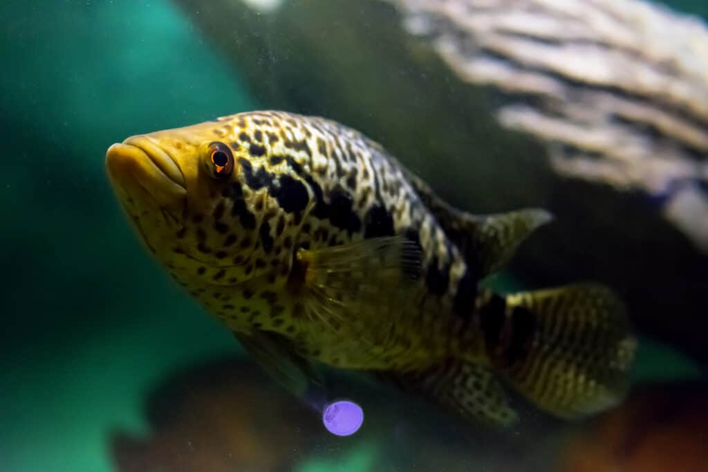 jaguar cichild water conditions
