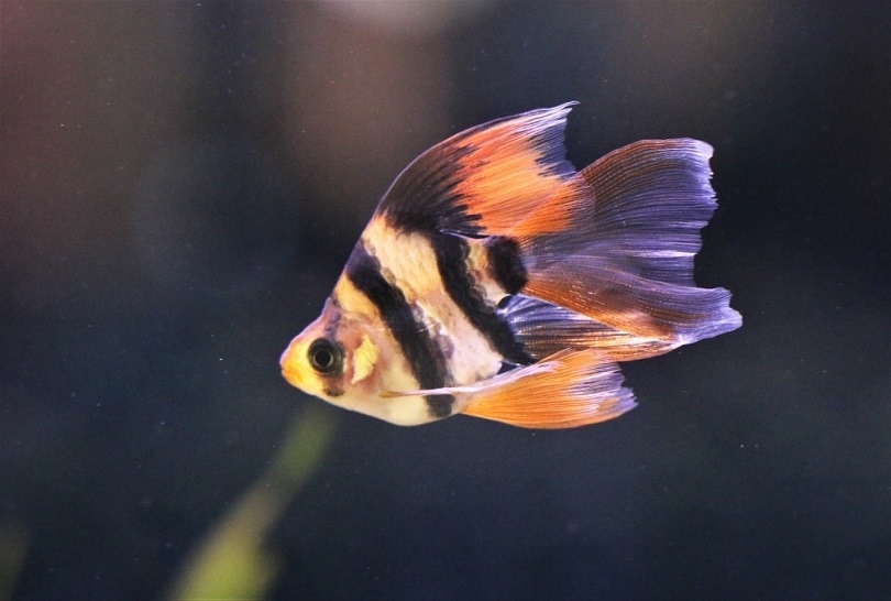 The Social Behavior of Tiger Barbs