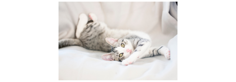 cat stretching in sofa