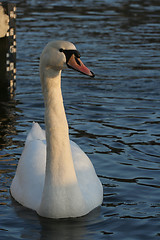 Image showing Swan