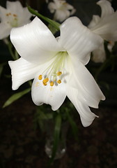 Image showing white lily