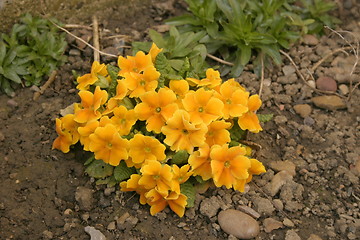 Image showing yellow primula