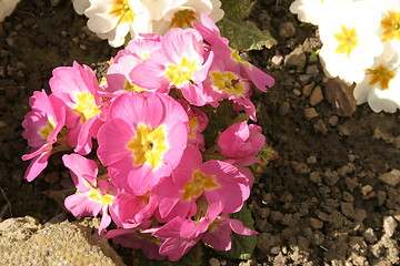 Image showing pink primula