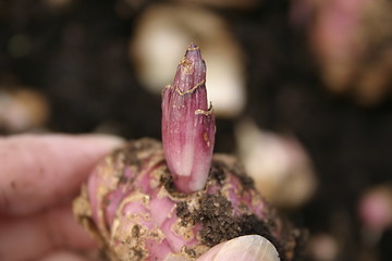Image showing lily bulb sprouting